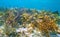 Underwater seascape colorful coral reef tropical fish Caribbean sea