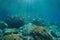 Underwater seascape fish school and rocky bottom