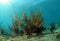 Underwater seascape with gorgonia
