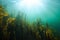Underwater seascape natural sunlight and algae in the ocean