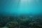 Underwater seascape ocean floor corals and algae