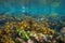 Underwater seascape shallow ocean floor with clear water Atlantic