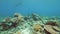 Underwater seascape: Stunning view of corals and fishes with