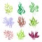 Underwater Seaweeds or Algae Growing on the Ocean Bottom Vector Set