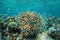 Underwater shoal of fish around coral Cook islands