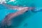 Underwater shoot of a gigantic whale sharks ( Rhincodon typus)