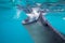 Underwater shoot of a gigantic whale sharks ( Rhincodon typus)