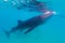 Underwater shoot of a gigantic whale sharks ( Rhincodon typus)