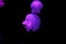 underwater shooting of beautiful cannonball jellyfish