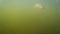 Underwater shooting, big pike trying to jump off the hook, fishing with spinning on artificial bait