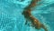 Underwater shooting of swimming dog, 4k