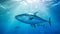 Underwater shot of a big tuna fish swimming and looking forward. Wildlife side view image of a huge tuna fish underwater.