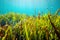 Underwater shot of bright green grass growing under the sea