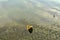 Underwater shot of grass and plants submerged in clear water with lots of airbubbles and reflection on subsurface.