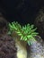 Underwater shot of green glowing coral