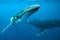 Underwater shot of humpback whales swimming