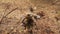 Underwater shot of a male toad klinging to the ground