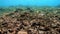 Underwater shot of marine flock of fish among multi-colored-coral