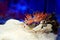 Underwater shot in Mediterranean sea of colorful nudibranch - Flabellina affinis