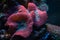 Underwater shot of pink mushroom coral Fungiidae colony on the reef in the aquarium tank. Colourful corals growing on the ocean