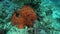 an underwater shot of a red brain coral at a reef in fiji