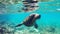 Underwater shot of a seal swimming and looking forward. Wildlife image of a sea lion underwater. Underwater closeup of a seal