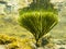 Underwater shot of seaweed plant surface reflected