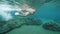 Underwater shot of sexy woman swimming in bikini and holding a plastic in ocean