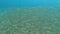 Underwater shot in slow motion of big school of fishes in blue water. Diving and snorkeling concept
