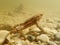 Underwater shot of toads in a moor lake in Bavaria
