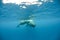 Underwater shot of two humpback whales swimming near the surface