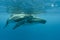 Underwater shot of two humpback whales swimming near the surface