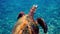 Underwater shot of wild sea turtle swimming among tropical corals and fishes. Aquatic marine life, ocean reptiles in