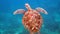 Underwater shot of wild sea turtle swimming among tropical corals and fishes. Aquatic marine life, ocean reptiles in