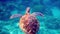 Underwater shot of wild sea turtle swimming among tropical corals and fishes. Aquatic marine life, ocean reptiles in