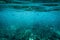 Underwater small fish with coral reef in tropical sea