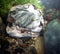 Underwater snails on a rock in freshwater river. Underwater