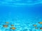 Underwater snorkeling background with blue water and colored small fishes