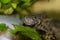 Underwater Spanish ribbed newt close up in an aquarium. Wildlife animal