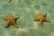 Underwater starfish, Caribbean sea