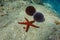 Underwater starfish sea urchins Mediterranean sea