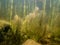 Underwater stems of mare`s-tail aquatic plant