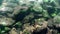 Underwater stones on rock bottom of Lake Baikal.