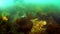 Underwater thickets of seaweed kelp in Sea of Okhotsk.