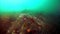 Underwater thickets of seaweed kelp in Sea of Okhotsk.