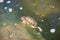 Underwater Toads mating