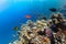 Underwater Tropical Corals Reef with colorful sea fish