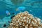 Underwater tropical fish brush coral Pacific ocean