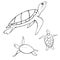 Underwater turtle. Vector sketch illustration.
