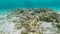 UNDERWATER: Unrecognizable female diver explores the coral reef graveyard.